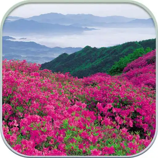 Free play online HD Mountain Flower Wallpaper APK