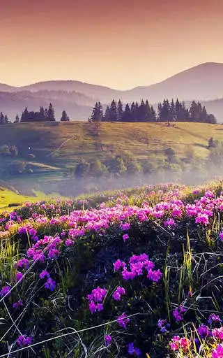 Play HD Mountain Flower Wallpaper