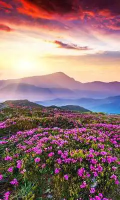 Play HD Mountain Flower Wallpaper