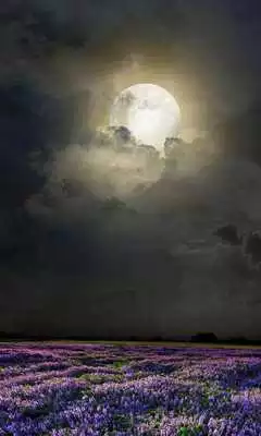 Play HD Mystic Night Live Wallpaper