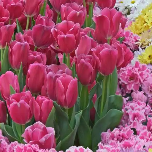 Free play online HD Nature Pictures  APK