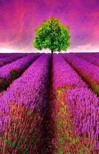 Play HD Nature Wallpapers (offline) and enjoy HD Nature Wallpapers (offline) with UptoPlay Play HD Nature Wallpapers (offline) and enjoy HD Nature Wallpapers (offline) with UptoPlay