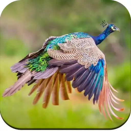 Play HD Peacock Wallpapers APK