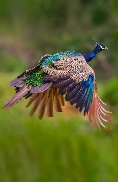 Play HD Peacock Wallpapers  and enjoy HD Peacock Wallpapers with UptoPlay
