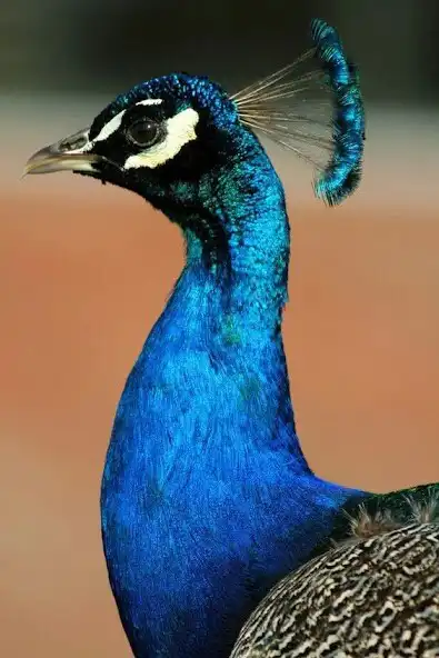 Play HD Peacock Wallpapers as an online game HD Peacock Wallpapers with UptoPlay