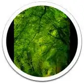 Free play online HD Photo Nature Forest LWP APK Free play online HD Photo Nature Forest LWP APK