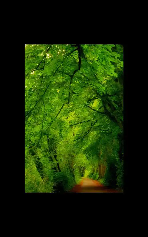 Play HD Photo Nature Forest LWP