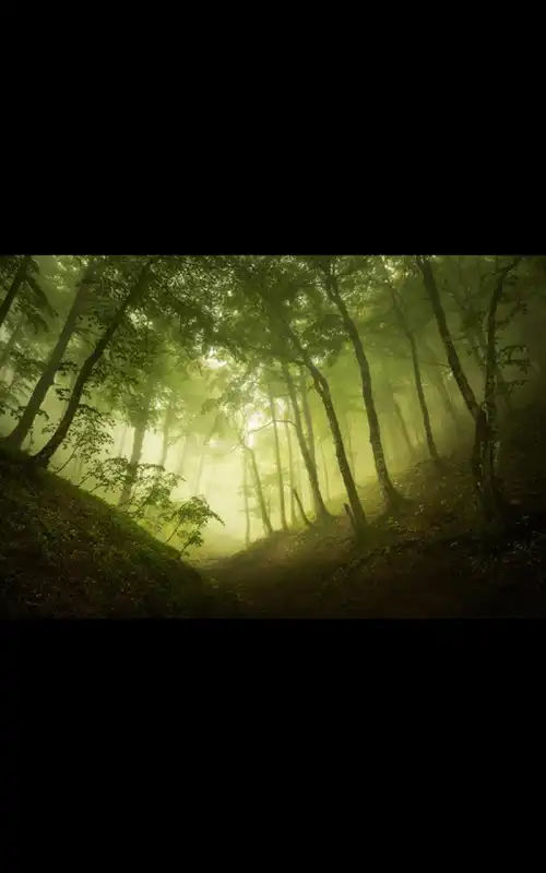 Play HD Photo Nature Forest LWP