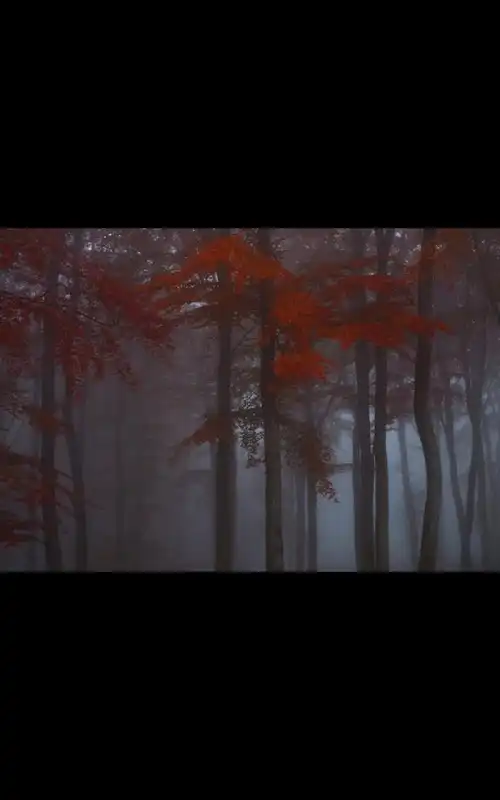 Play HD Photo Nature Forest LWP
