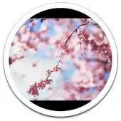 Free play online HD Photo Spring Blossom LWP APK