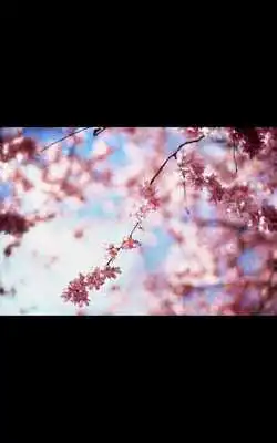 Play HD Photo Spring Blossom LWP Play HD Photo Spring Blossom LWP