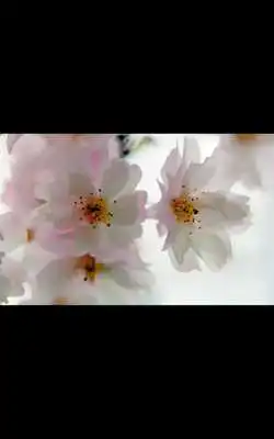 Play HD Photo Spring Blossom LWP Play HD Photo Spring Blossom LWP