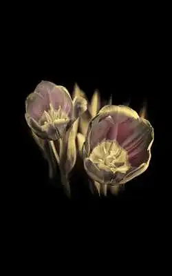 Play HD Photo Spring Blossom LWP Play HD Photo Spring Blossom LWP