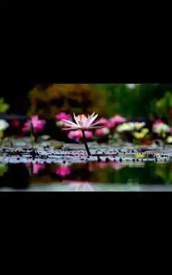 Play HD Photo Spring Blossom LWP Play HD Photo Spring Blossom LWP