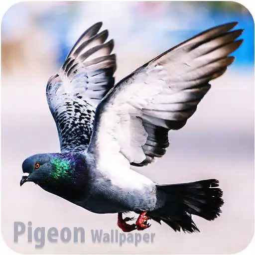 Play HD Pigeon Wallpaper APK Play HD Pigeon Wallpaper APK