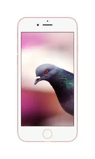 Play HD Pigeon Wallpaper  and enjoy HD Pigeon Wallpaper with UptoPlay