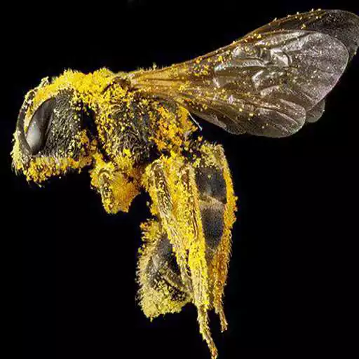 Play HD pollinators APK Play HD pollinators APK