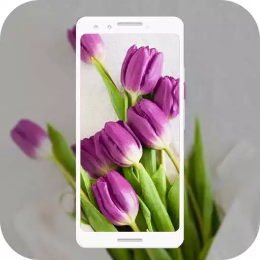 Free play online HD Purple Tulips Wallpaper APK Free play online HD Purple Tulips Wallpaper APK