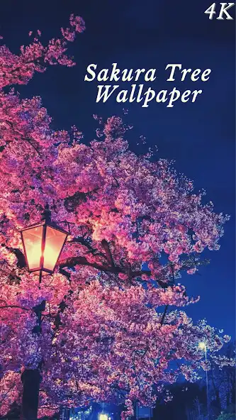 Play HD Sakura Wallpaper 4K  and enjoy HD Sakura Wallpaper 4K with UptoPlay