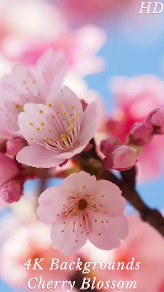 Play HD Sakura Wallpaper 4K as an online game HD Sakura Wallpaper 4K with UptoPlay
