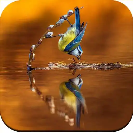 Play HD Spirit wallpaper APK