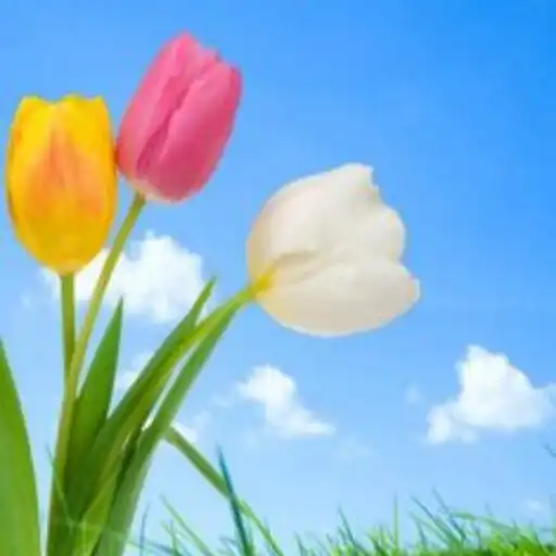 Play HD Spring wallpapers APK