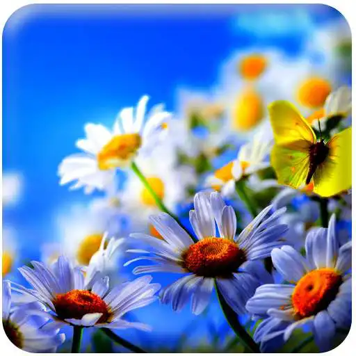 Free play online HD Summer Flower Wallpaper  APK