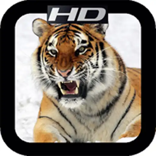 Play HD Tiger Mobile Wallpapers APK Play HD Tiger Mobile Wallpapers APK