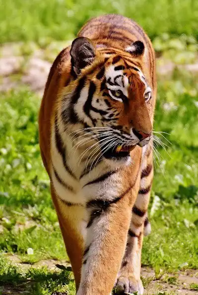Play HD Tiger Mobile Wallpapers  and enjoy HD Tiger Mobile Wallpapers with UptoPlay