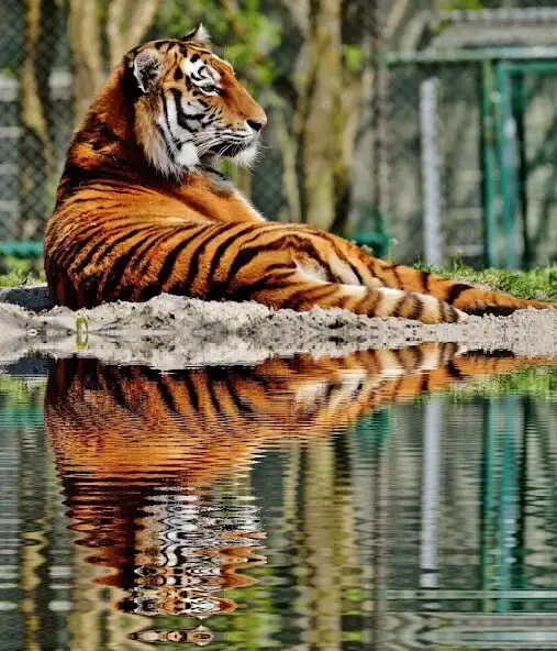 Play HD Tiger Mobile Wallpapers as an online game HD Tiger Mobile Wallpapers with UptoPlay