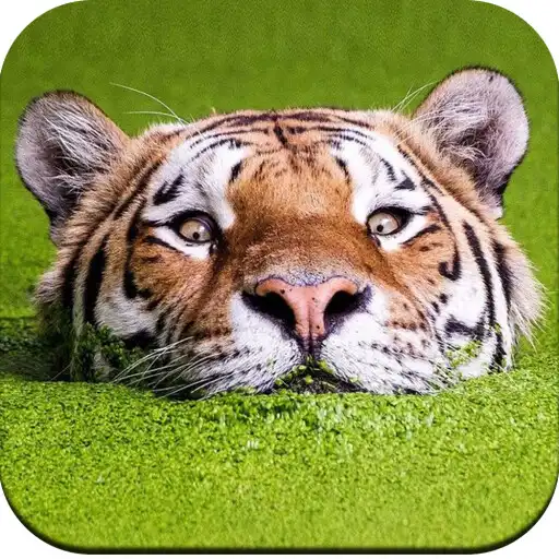 Play HD Tiger Wallpaper APK Play HD Tiger Wallpaper APK