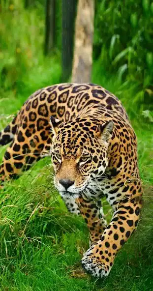 Play HD Tiger Wallpaper as an online game HD Tiger Wallpaper with UptoPlay