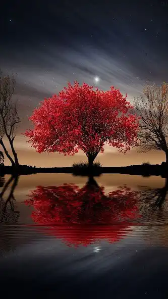 Play HD Tree Wallpaper as an online game online HD Tree Wallpaper with UptoPlay com.Coolpadwallpaper.wallpaper Play HD Tree Wallpaper as an online game HD Tree Wallpaper with UptoPlay