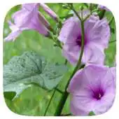 Free play online HD Wallpaper - Bush Morning Glory Flower APK