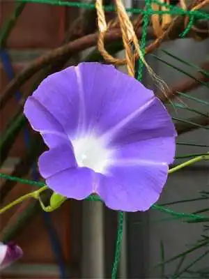 Play HD Wallpaper - Bush Morning Glory Flower