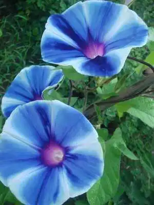 Play HD Wallpaper - Bush Morning Glory Flower
