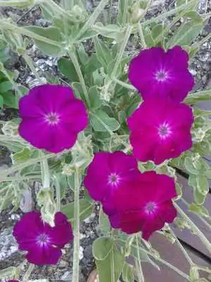 Play HD Wallpaper - Bush Morning Glory Flower