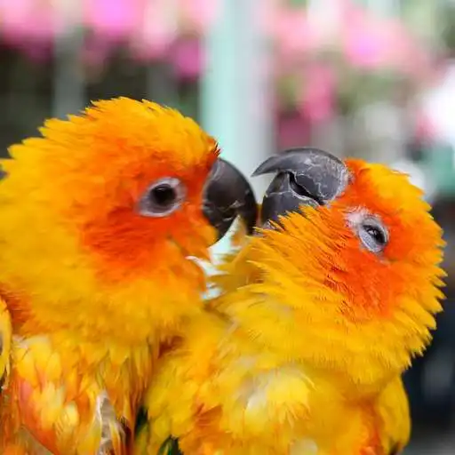 Play HD Wallpaper Gallery App APK