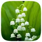 Free play online HD Wallpaper - Lily Of The Valley Flower APK