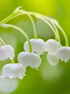 Play HD Wallpaper - Lily Of The Valley Flower