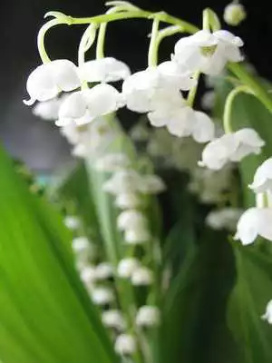 Play HD Wallpaper - Lily Of The Valley Flower