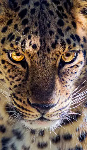 Play HD Wallpapers 2021  and enjoy HD Wallpapers 2021 with UptoPlay