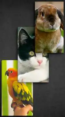 Play HD Wallpapers (4K ,Ultra HD Background)