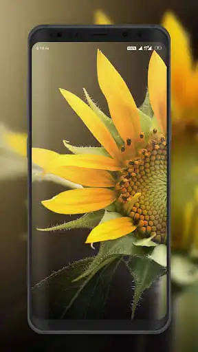 Play HD Wallpapers & Backgrounds - 4K Wallpapers as an online game online HD Wallpapers & Backgrounds - 4K Wallpapers with UptoPlay Play HD Wallpapers & Backgrounds - 4K Wallpapers as an online game HD Wallpapers & Backgrounds - 4K Wallpapers with UptoPlay