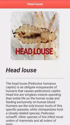 Play Head Louse Play Head Louse