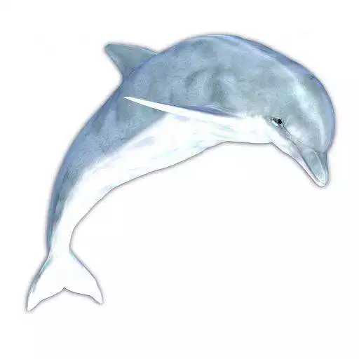 Free play online Healing Dolphin Sound APK Free play online Healing Dolphin Sound APK