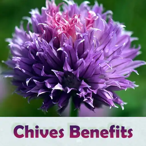 Play Health Benefits of Chives APK