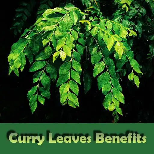 Play Health Benefits of Curry Leave APK Play Health Benefits of Curry Leave APK