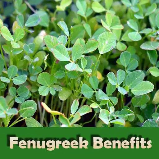 Play Health benefits of Fenugreek APK Play Health benefits of Fenugreek APK