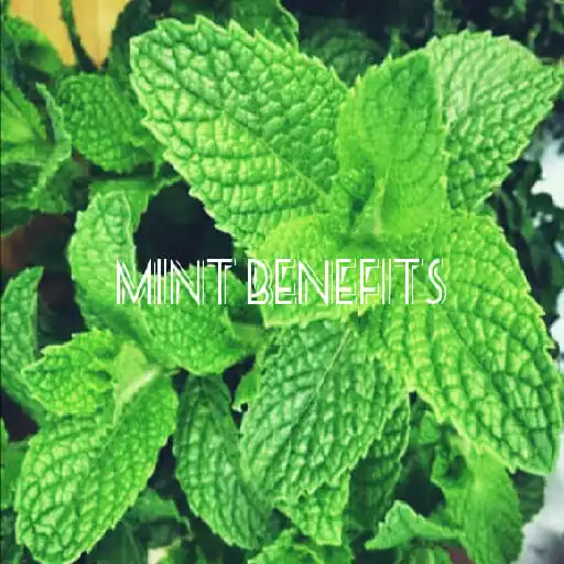 Play Health Benefits of Mint APK